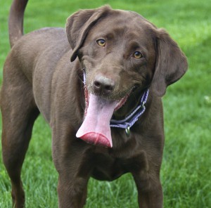dog w lolling tongue