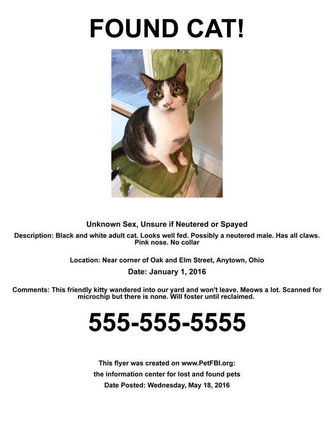 Found Cat Flyer Sample Pet FBI