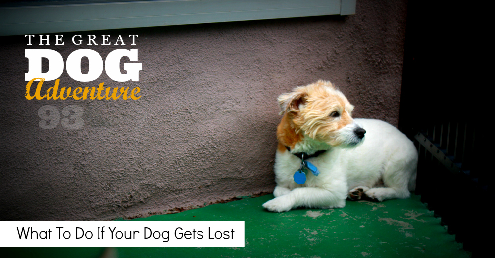 What To Do If Your Dog Gets Lost - Link to Podcast