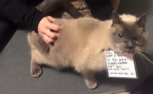 Cat and note 