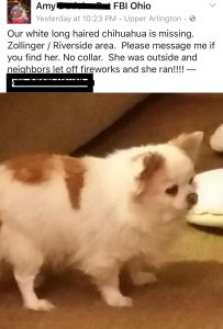 lost dog