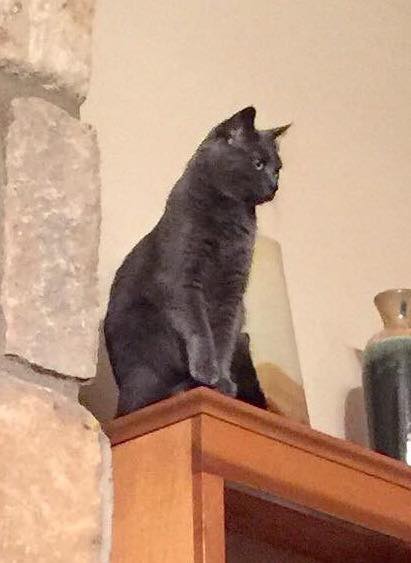 Cat on mantel