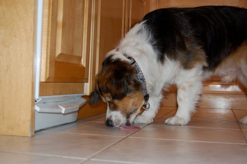 Dog Licking a Spill