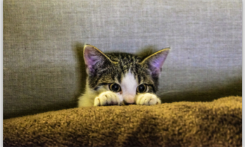 Cat Peering Over Furniture