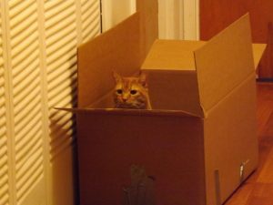 Sam the cat in a box