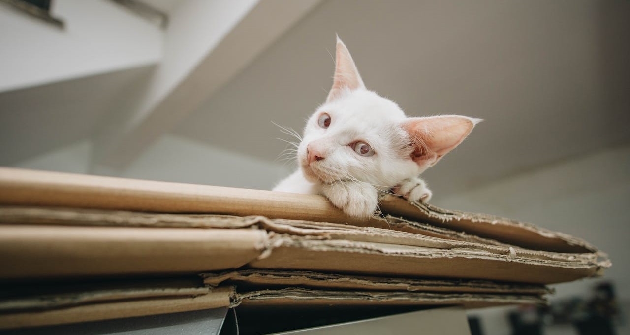 A white cat is sitting on a stack of folded moving boxes