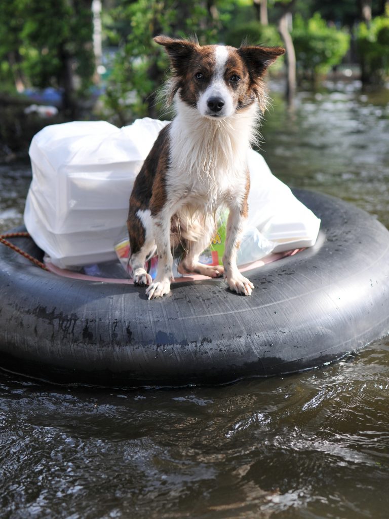 Dog faring flood waters on an innertube