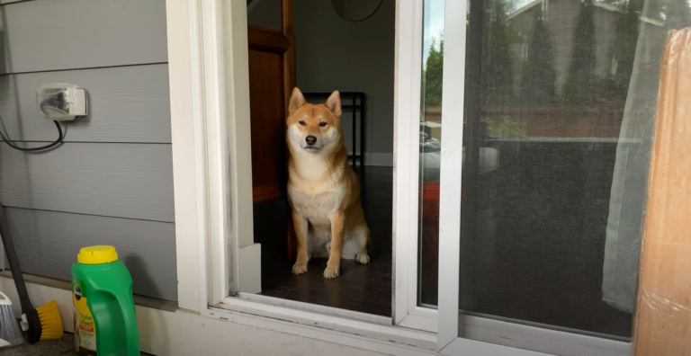 Dog Near Chemicals