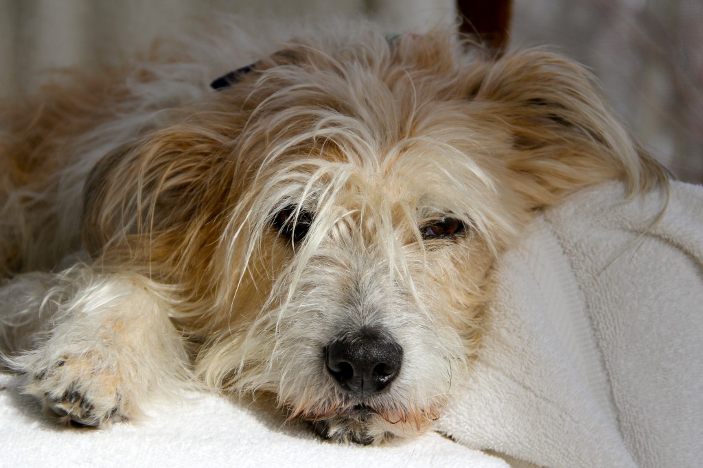 Dog on a Blanket