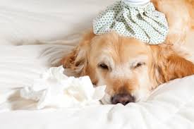 Dogs Get Cold
