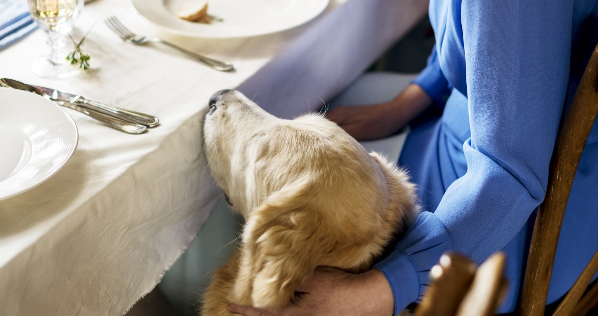A nosey dog at the dinner table