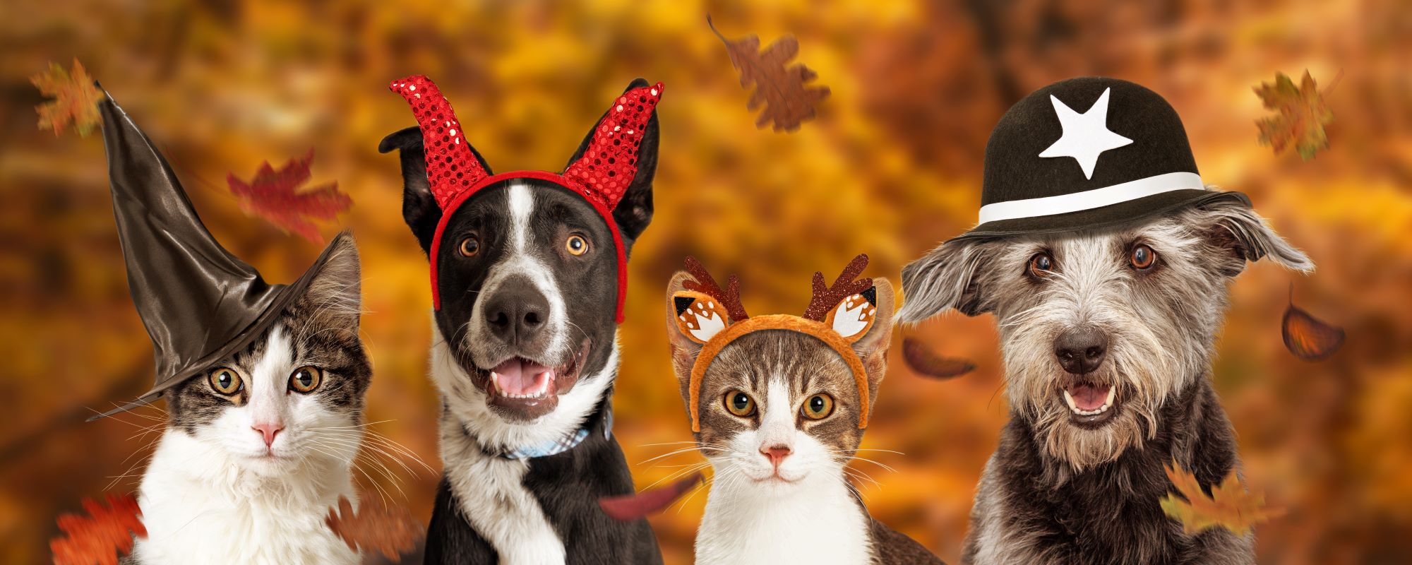 Cute cats and dogs in Halloween costumes