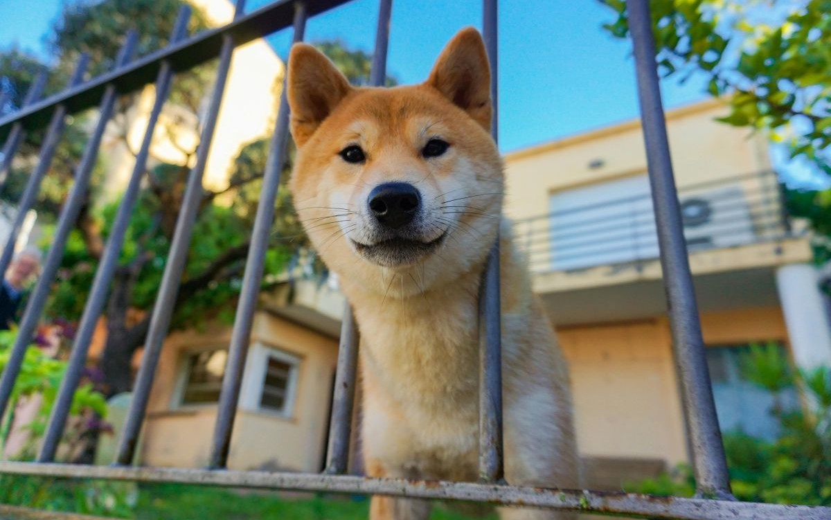 A tan Shiba Inu is looking through a fence