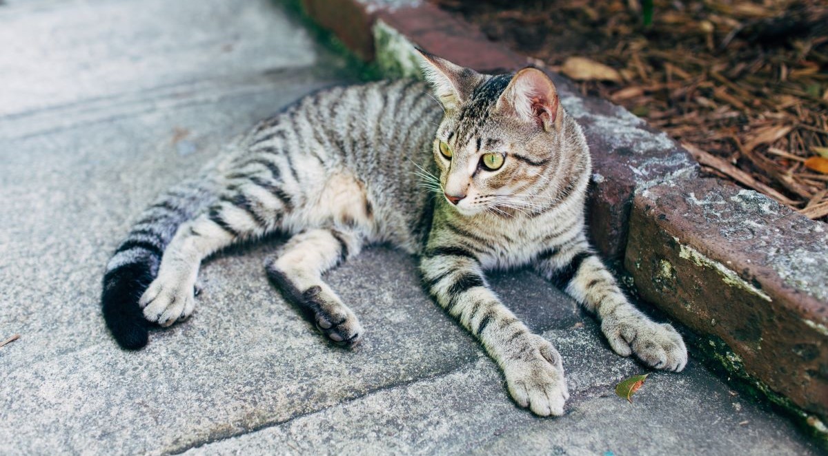 A grey polydactyl tabby cat is resting outside on a sidewalk.