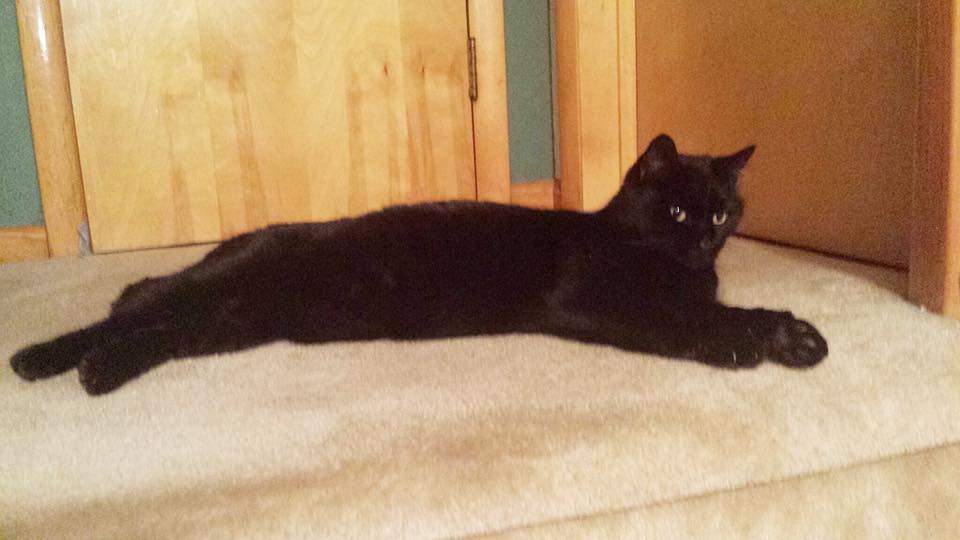 Slink the Cat