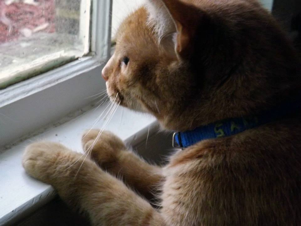 Sam the cat looking out the window