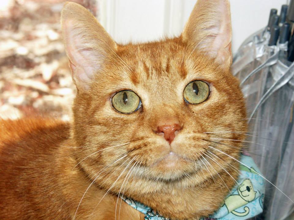Sam the cat