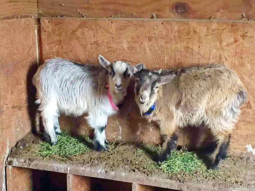 Two Lost Kid Goats