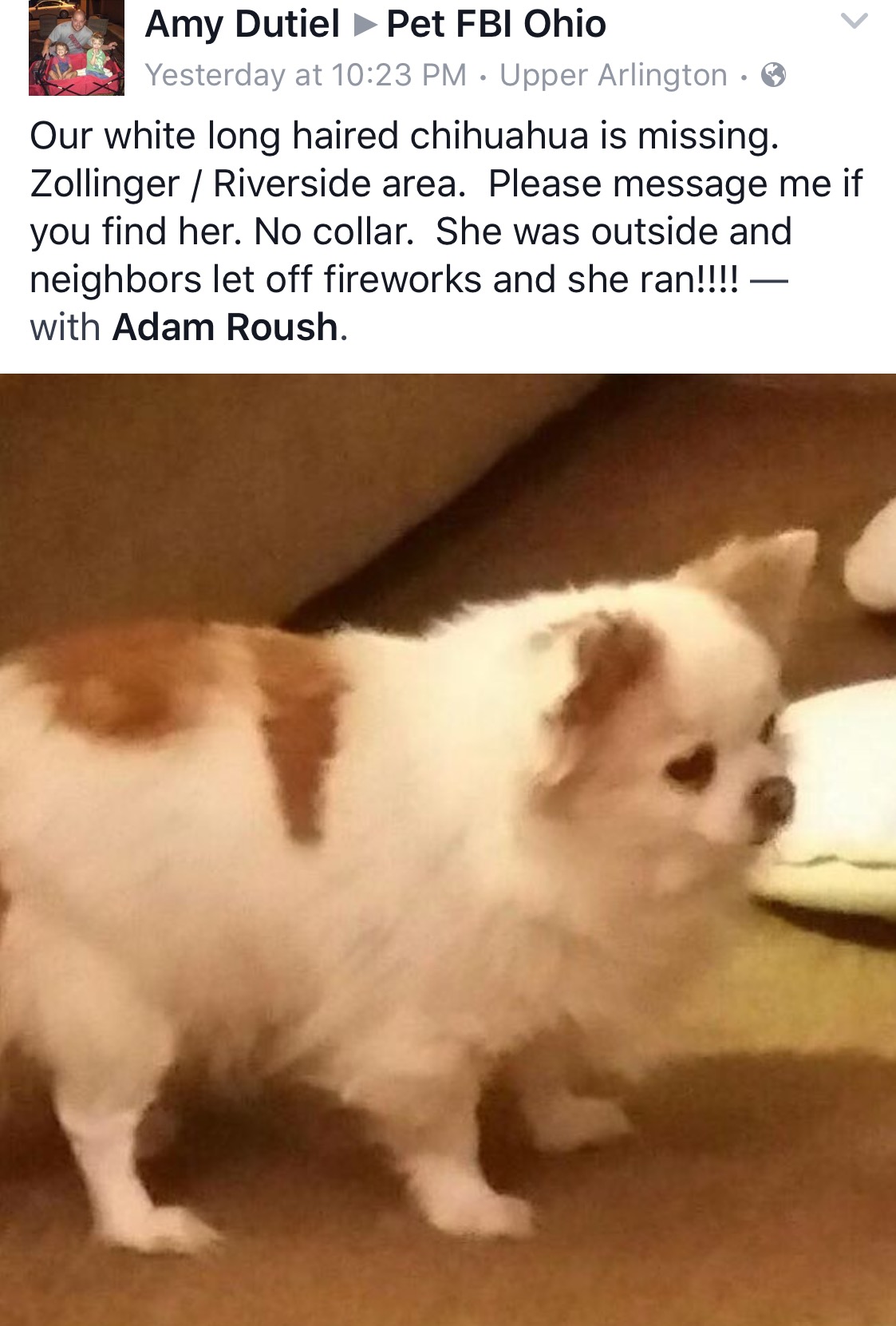 lost dog