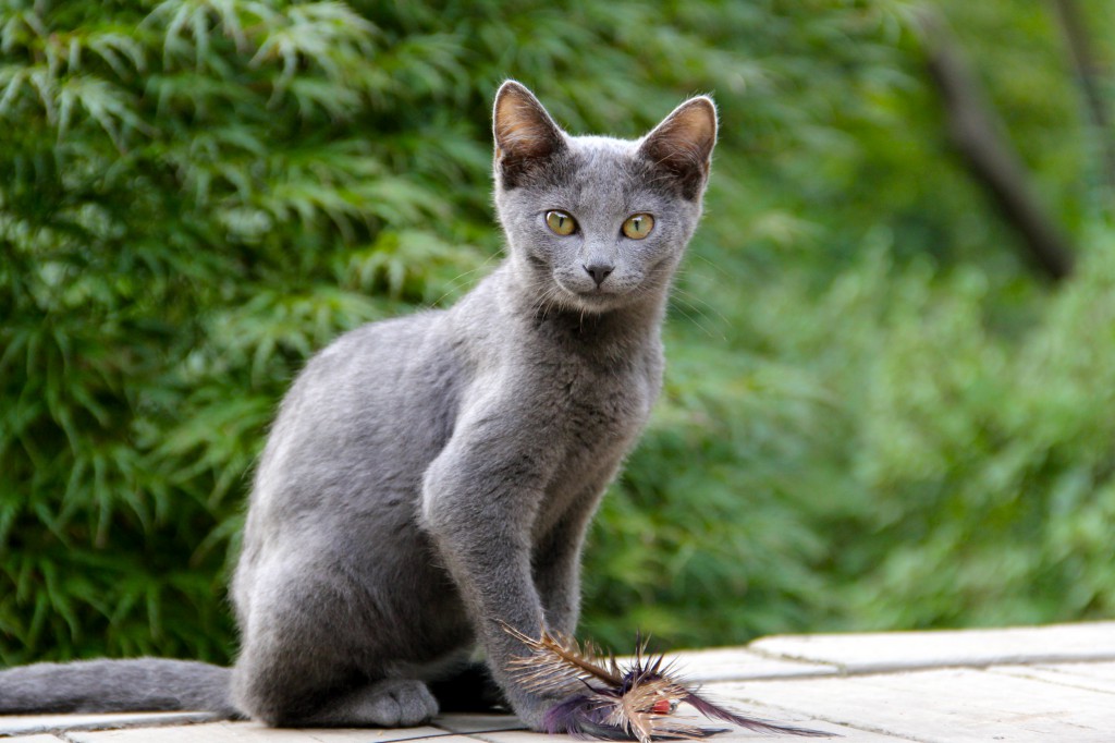 Gray Kitten