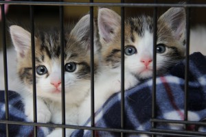 Kittens in a Kennel