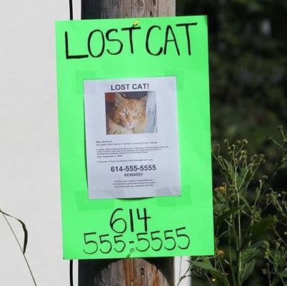Lost Cat Action Plan Pet Fbi