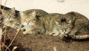 For years, Fanelli cared for a family of feral cats in her backyard