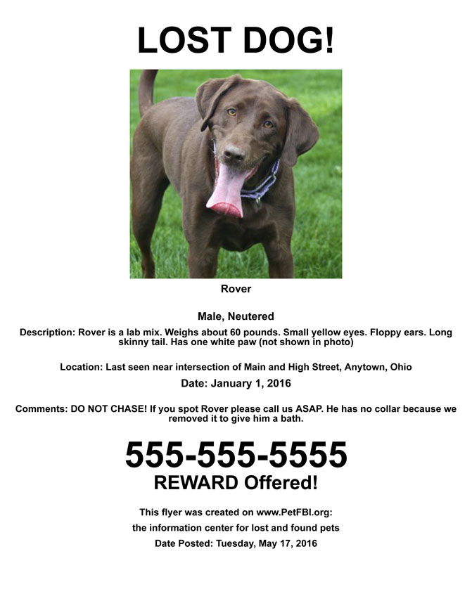 Lost Dog Flyer Sample Pet FBI