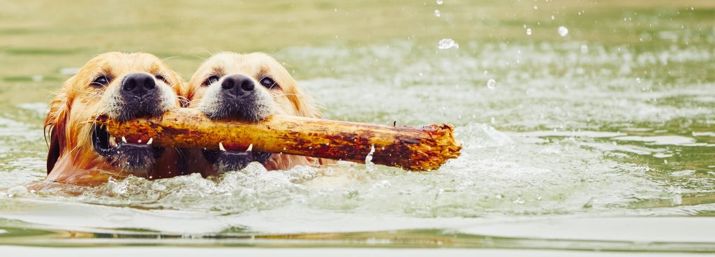 Dogs Swimming with a Branch
