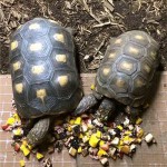 Turtles Eating