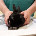 Bunny at the Humane Society