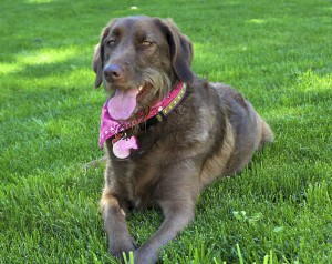 Coco the Dog with a Bandana