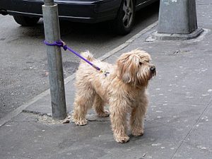 Tog Tied Up Outside