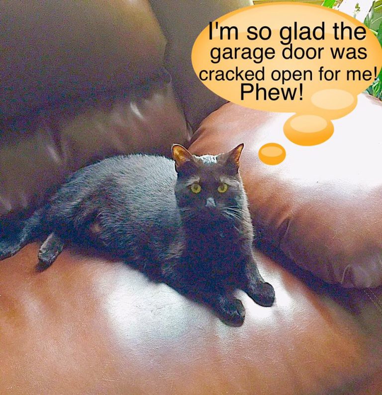 Tips To Lure A Cat Back Home Pet FBI