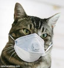 Cat Wearing a Mask