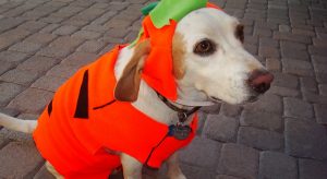 Pup in a Pumpkin Costume