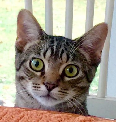 A close-up picture of Chuck, a brown and black tabby cat