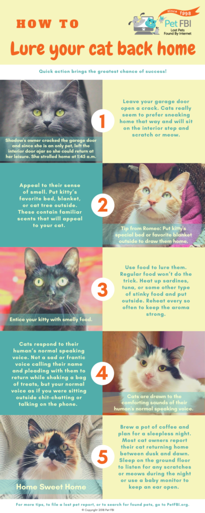 How to Lure Your Cat Bak Home Infographic