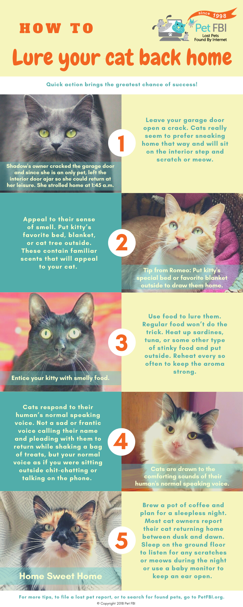 Tips To Lure A Cat Back Home | Pet FBI