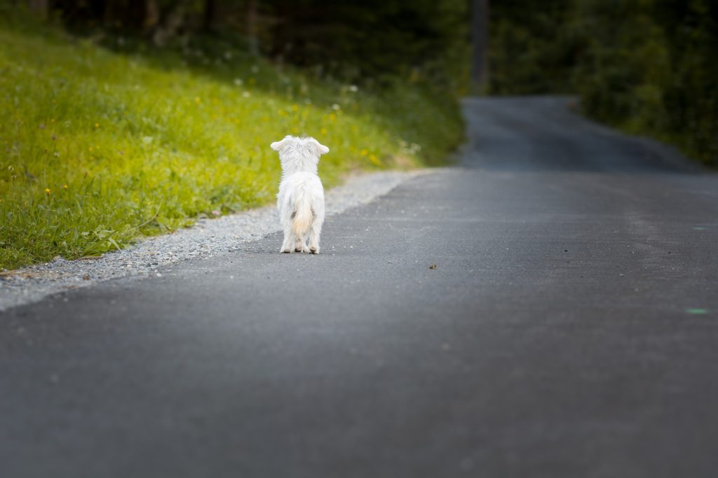 Dog on road