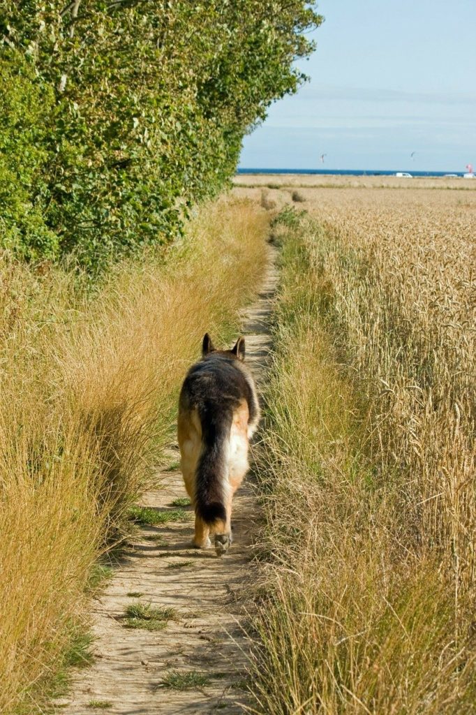 Dog on a Rural Path